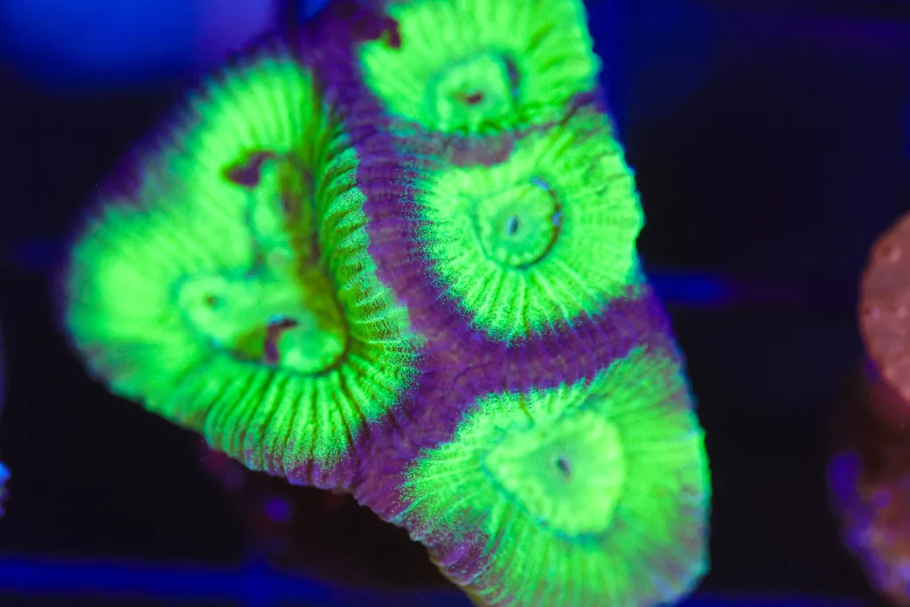 Frag Box Corals