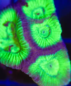Wysiwyg  Night Vision Favia Frag  [F95] *FREE SHIPPING Minimum $199 livestock spend*