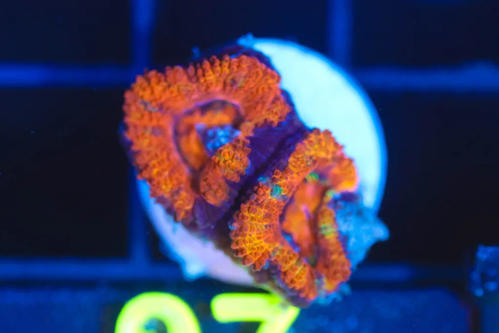 Frag Box Corals