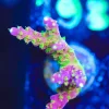 Wysiwyg Reef Raft Rainbow Loom Frag [F193]