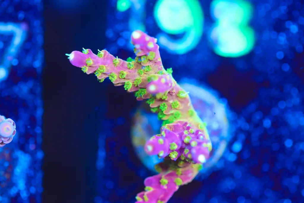 Frag Box Corals