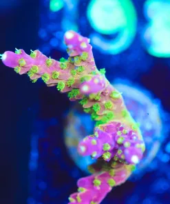 Wysiwyg Reef Raft Rainbow Loom Frag [F193]