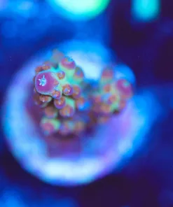 Wysiwyg Acropora Frag [F196]