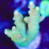 Wysiwyg Sunshine Acropora Frag [F205]