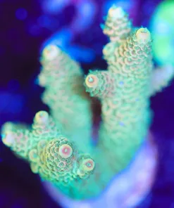 Wysiwyg Sunshine Acropora Frag [F205]