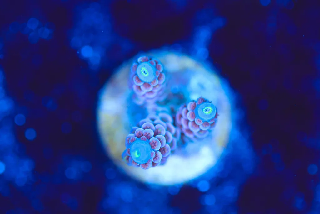 Frag Box Corals