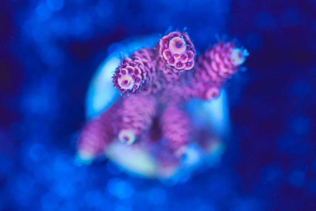 Frag Box Corals