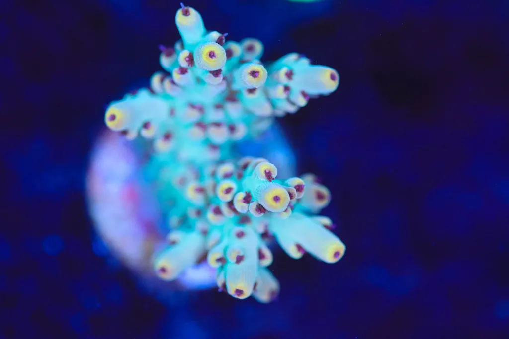 Frag Box Corals