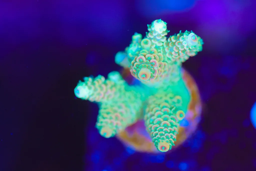 Frag Box Corals
