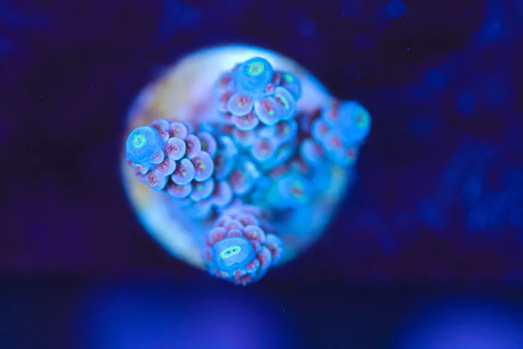 Frag Box Corals