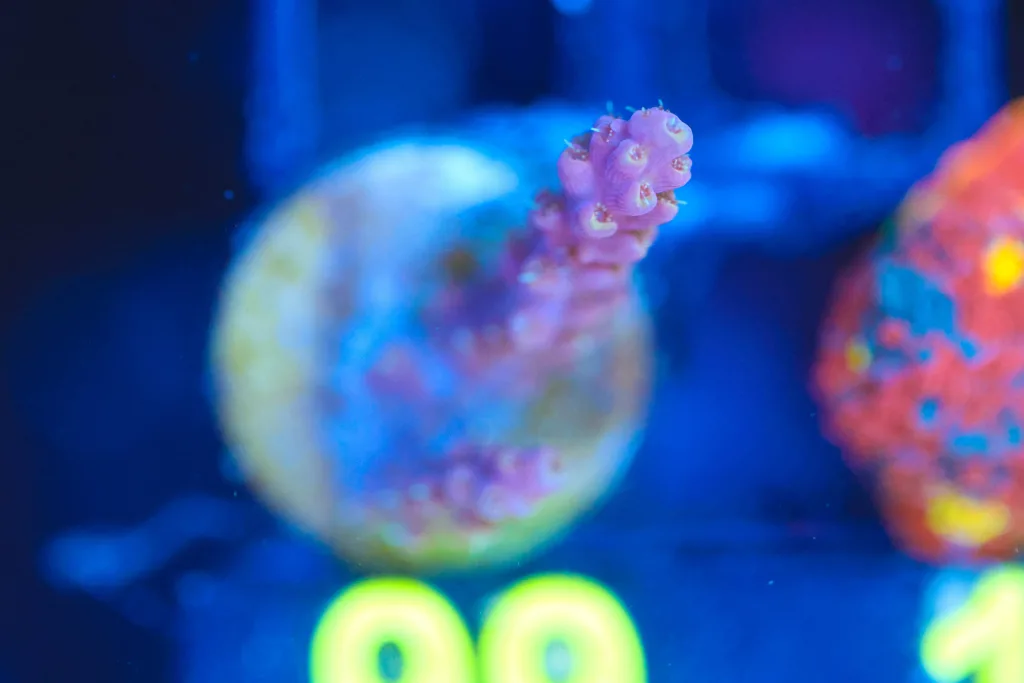Frag Box Corals