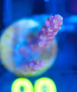 Wysiwyg Small Acropora Frag [F99]