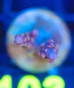 Wysiwyg Small Acropora Frag [F103]