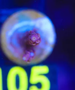 Wysiwyg Small Acropora Frag [F105]