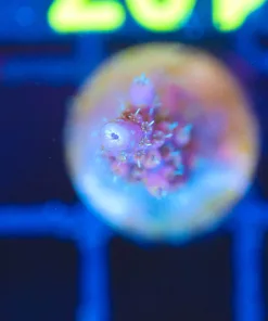 Wysiwyg Small Acropora Frag [F107]