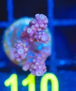 Wysiwyg Acropora Frag [F110]