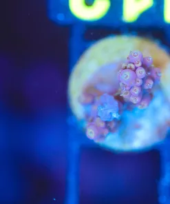 Wysiwyg Small Acropora Frag [F112]