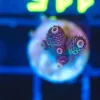 Wysiwyg Small Acropora Frag [F115]