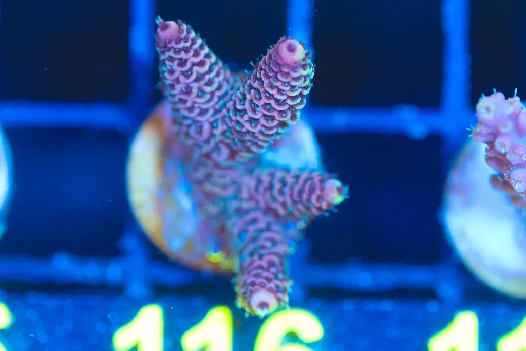 Frag Box Corals