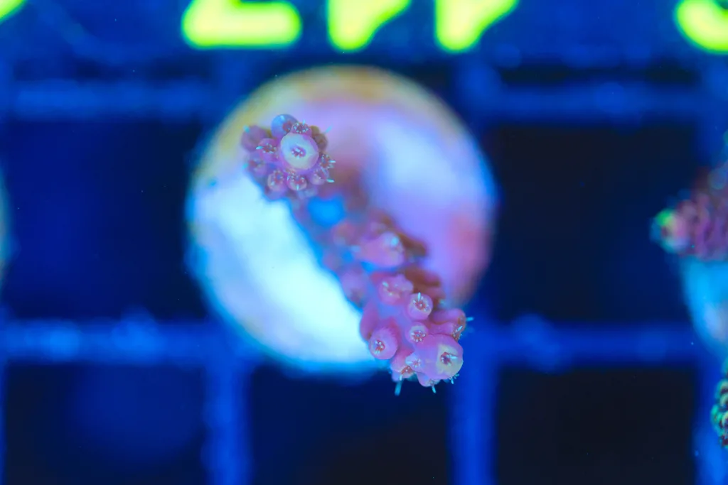 Frag Box Corals
