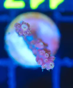 Wysiwyg Small Acropora Frag [F117]