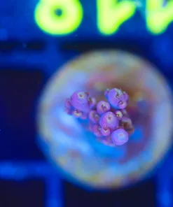 Wysiwyg Small Acropora Frag [F118]