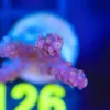 Wysiwyg Acropora Frag [F126]
