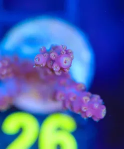 Wysiwyg Acropora Frag [F126]