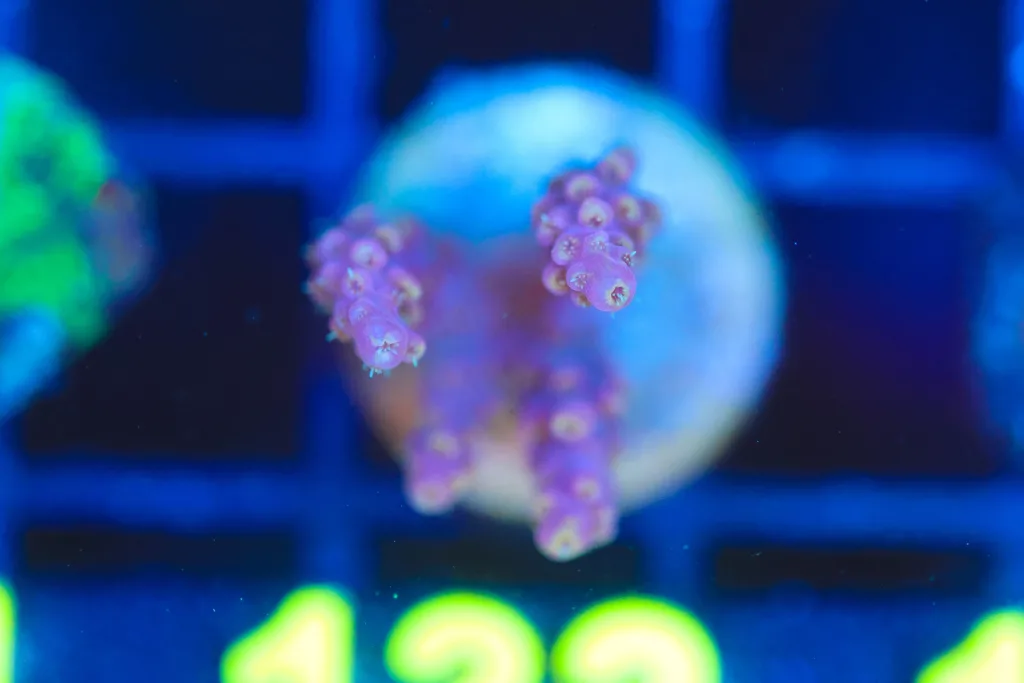 Frag Box Corals