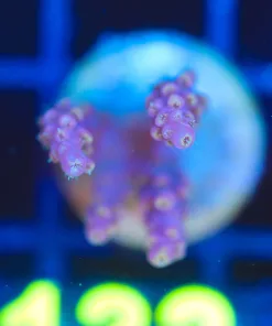 Wysiwyg Acropora Frag  [F132]