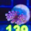 Wysiwyg Acropora Frag [F139]