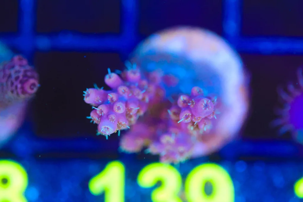 Frag Box Corals