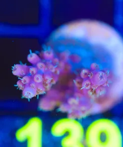 Wysiwyg Acropora Frag [F139]