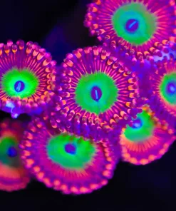 Ultra Candy Apple Zoanthid Frag (Row #1)