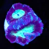 Purple Aladdin Acan Frag Frag (Row #46)