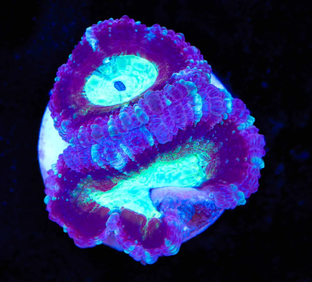Frag Box Corals