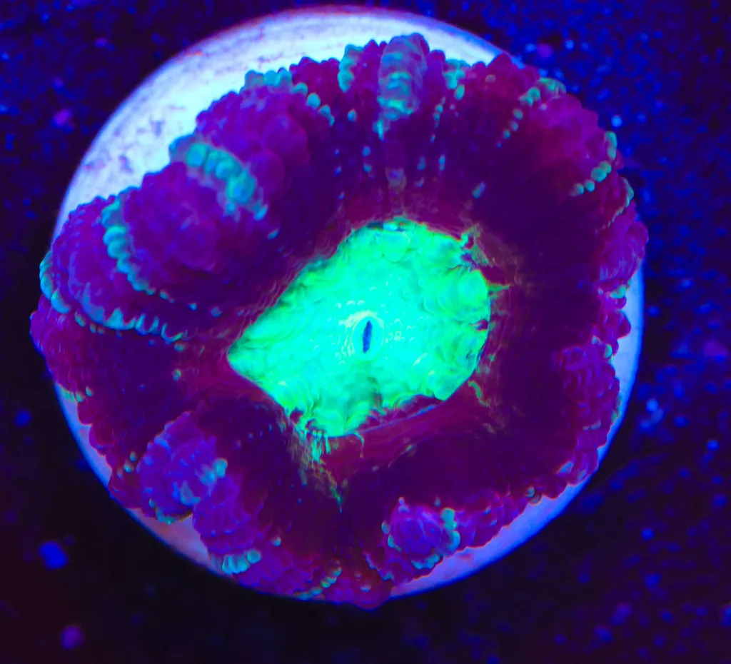 Frag Box Corals