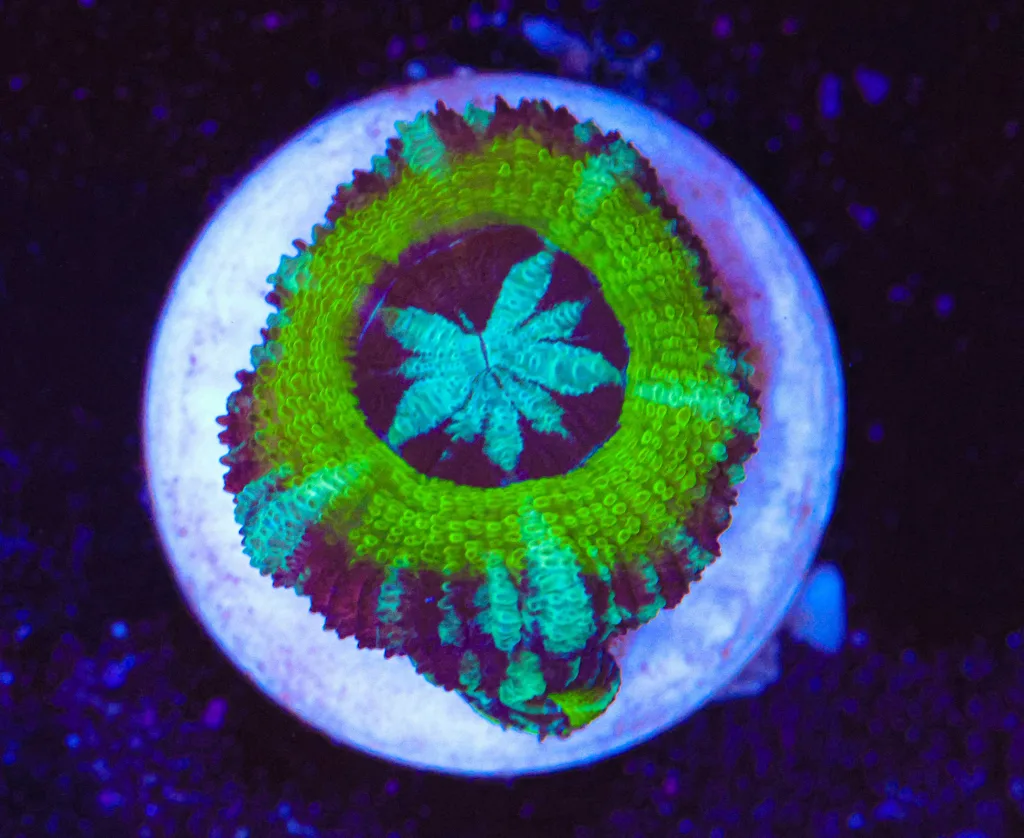 Frag Box Corals