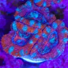 Pink Acan Acan Frag (Row #50)