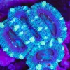 Blue Acan Frag (Row #50:B) *very rare color*