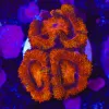 OrangeAcan Coral Frag (Row #51:B) *save 50%*