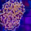 Wysiwyg Orange Branching Hammer Coral (C9)