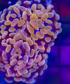 Wysiwyg Orange Branching Hammer Coral (C9)