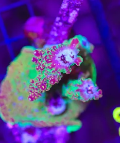 Wysiwyg  Rainbow Loom Stump (C23)  *pick up only*