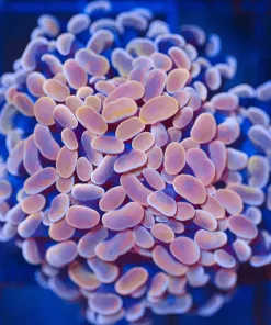 Wysiwyg Orange Branching Hammer Coral (C29)