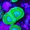 Lime Acan Coral Frag (Row 54:B)