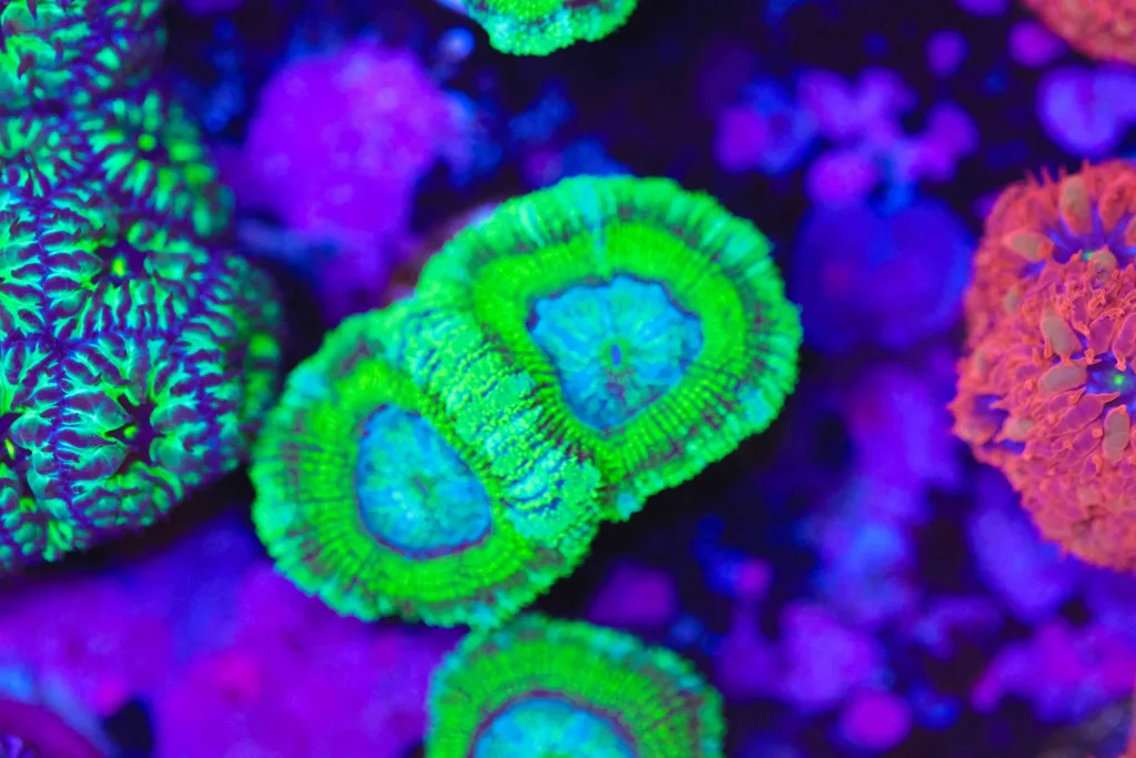 Frag Box Corals
