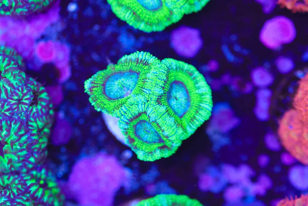 Frag Box Corals