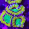 Golden Acan Frag (Row #56:B)