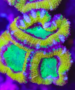 Golden Acan Frag (Row #56:B)